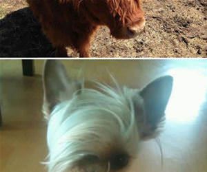 animals having killer hair day funny picture