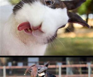 animals that need a reboot funny picture