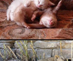 animals using each other as pillows funny picture