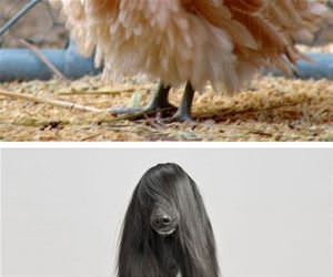 animals with fabulous hair funny picture