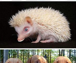 animals with human mouths funny picture
