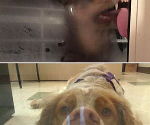 animals with window problems funny picture