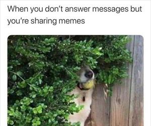 answering the messages