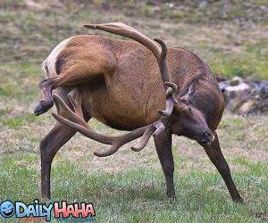 Antler Scratching