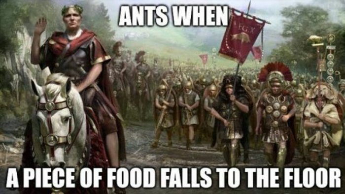 ants