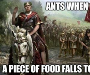 ants
