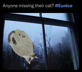 anyone missing a cat