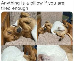 anything is a pillow