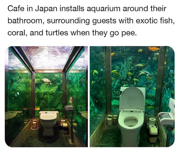aquarium for when you pee