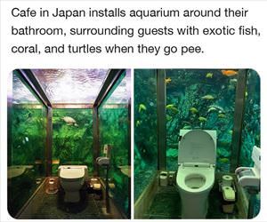aquarium for when you pee