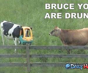 Drunken Cow funny picture