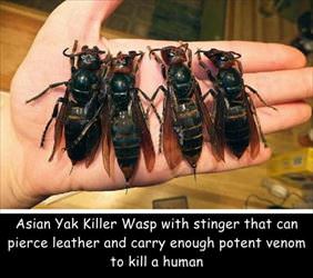 asian yak killer wasp
