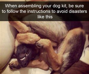 assembling your dog kit funny picture