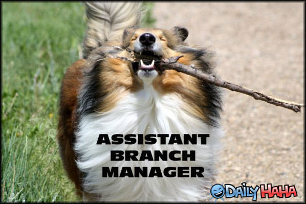 Branch Manager funny picture