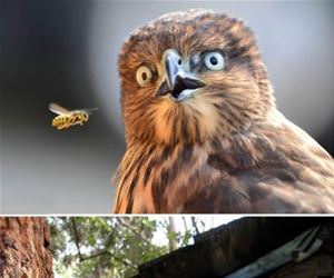 astonished animals funny picture