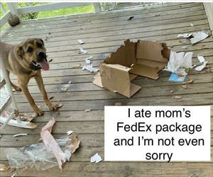 at the fedex package