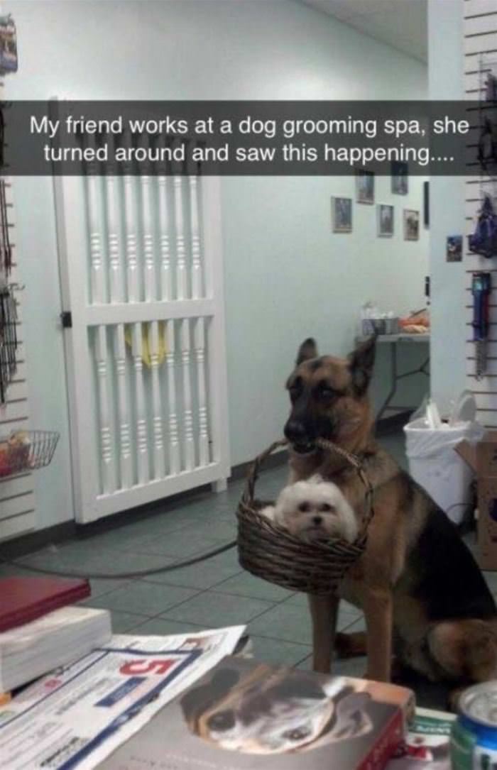 at the dog grooming spa funny picture