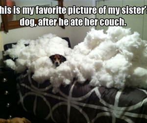ate the couch funny picture