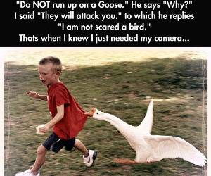 Attack Goose