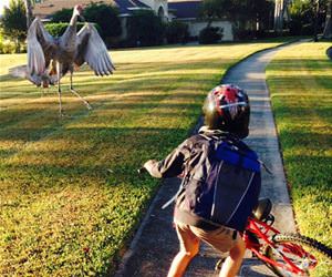 attack stork funny picture