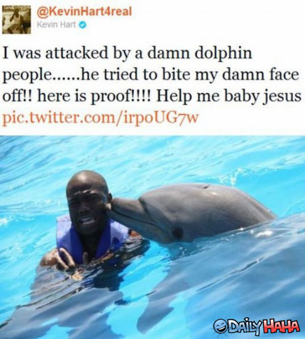 Dolphin Attack funny picture