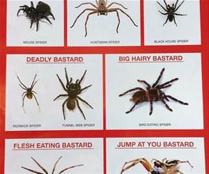australian spider  chart funny picture