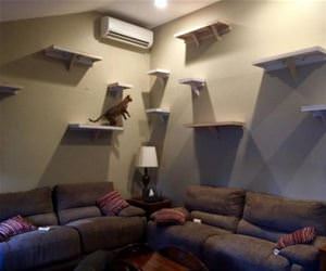 awesome cat wall funny picture