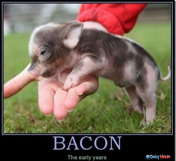 Bacon Nom funny picture