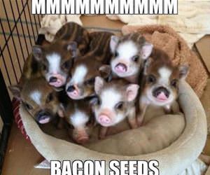 bacon seeds funny picture