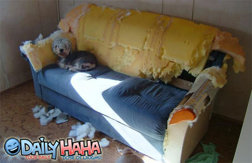 Dog Rips Up Couch