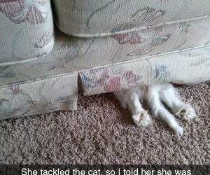 bad dog funny picture