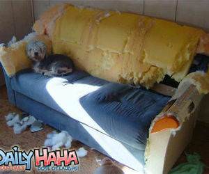 Dog Rips Up Couch