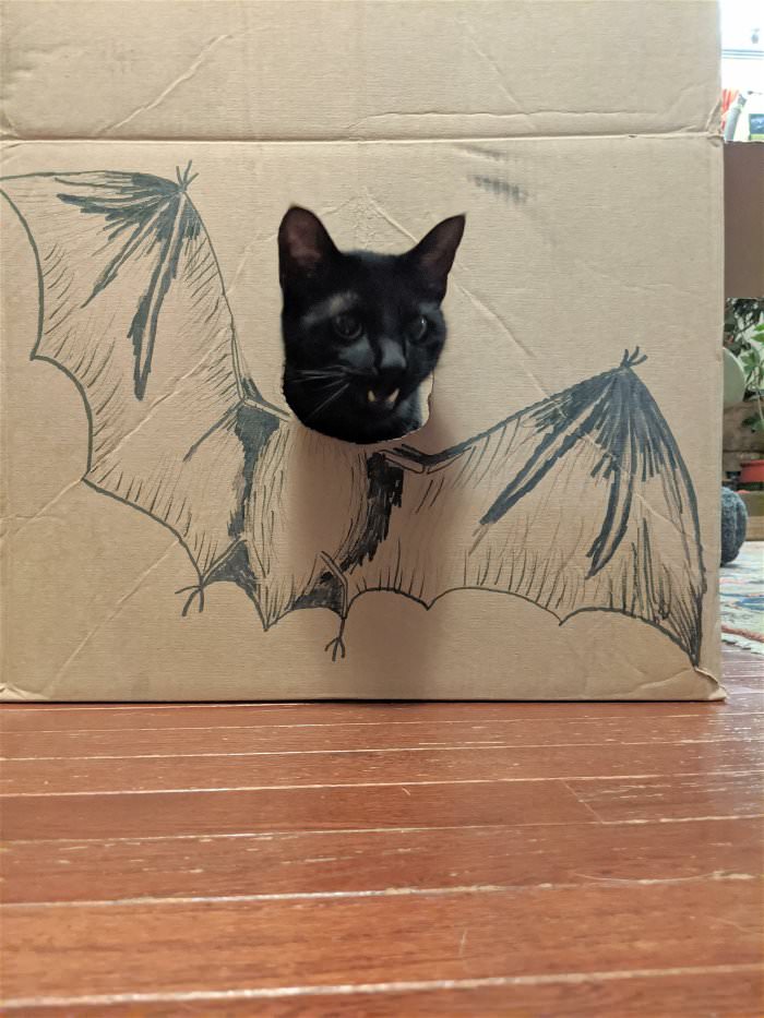 bat cat
