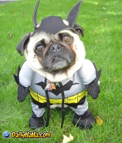 Bat Dog
