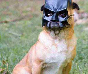 NaNaNa Bat Dog