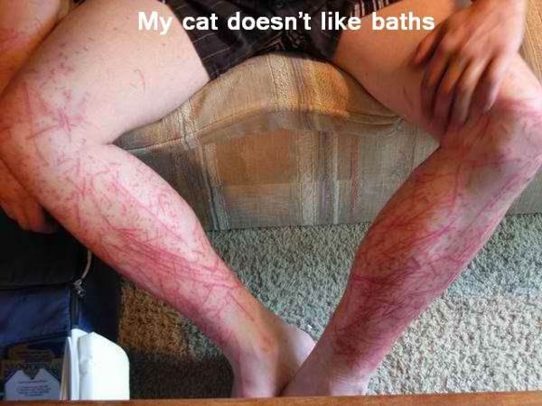 Bath Cat funny picture
