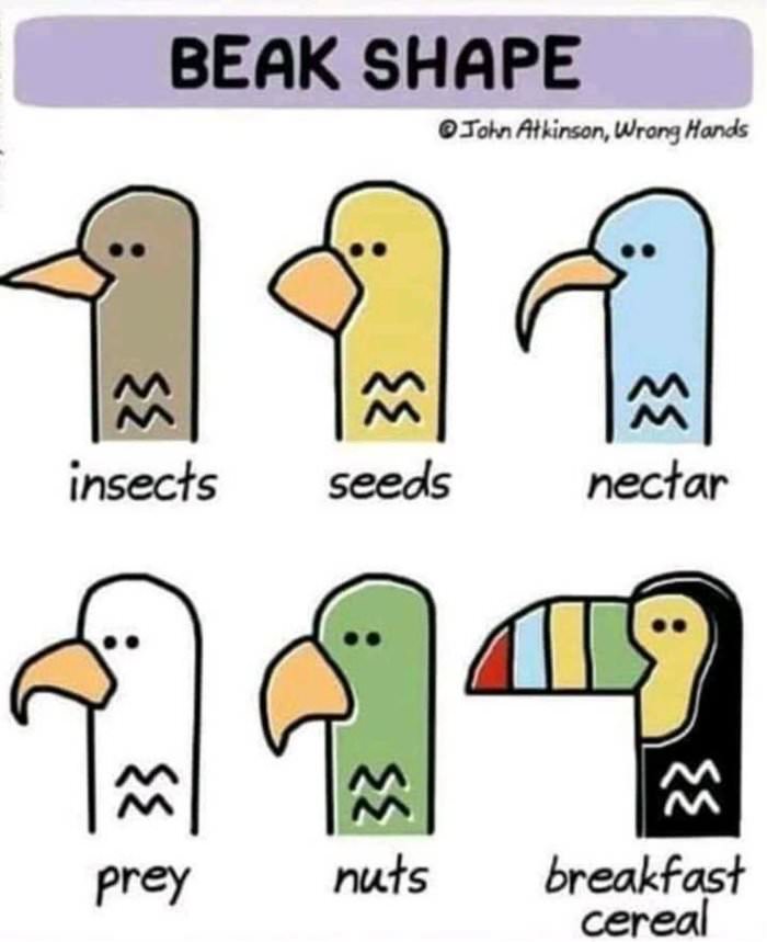 beak shapes