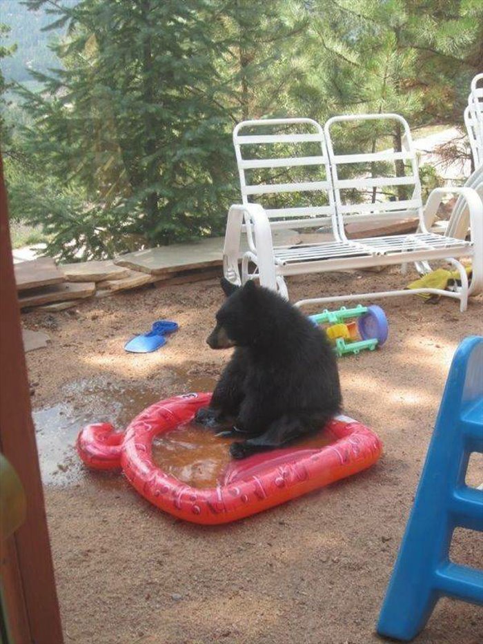 bear pool