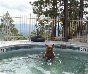bear spa