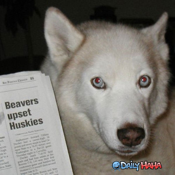Huskies Are Upset funny picture