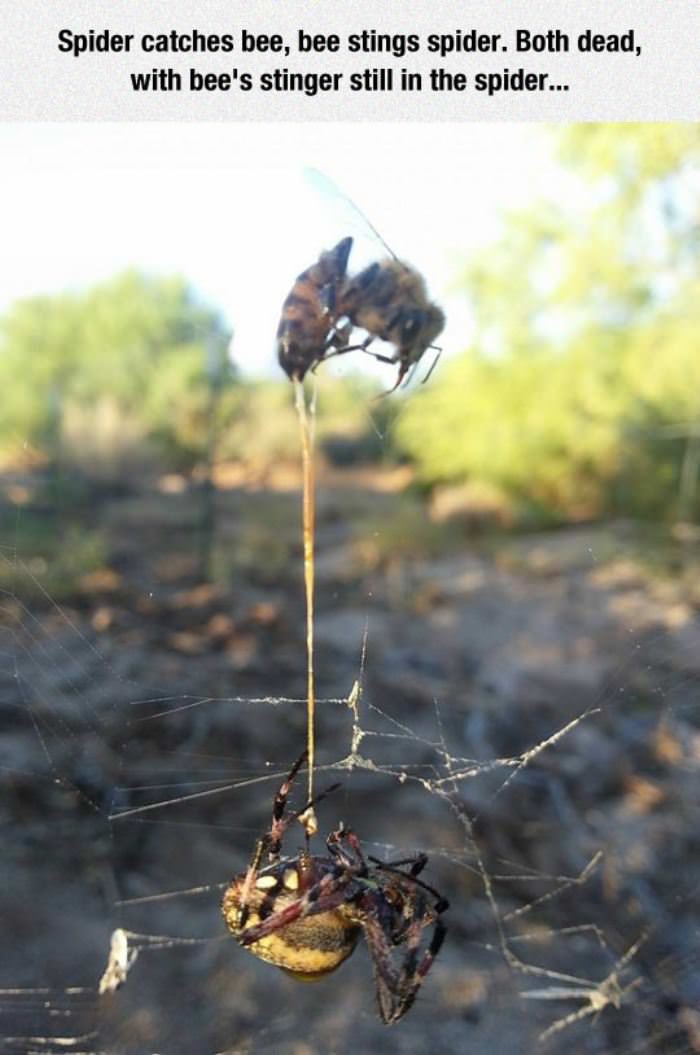 Bee Spider Web Death