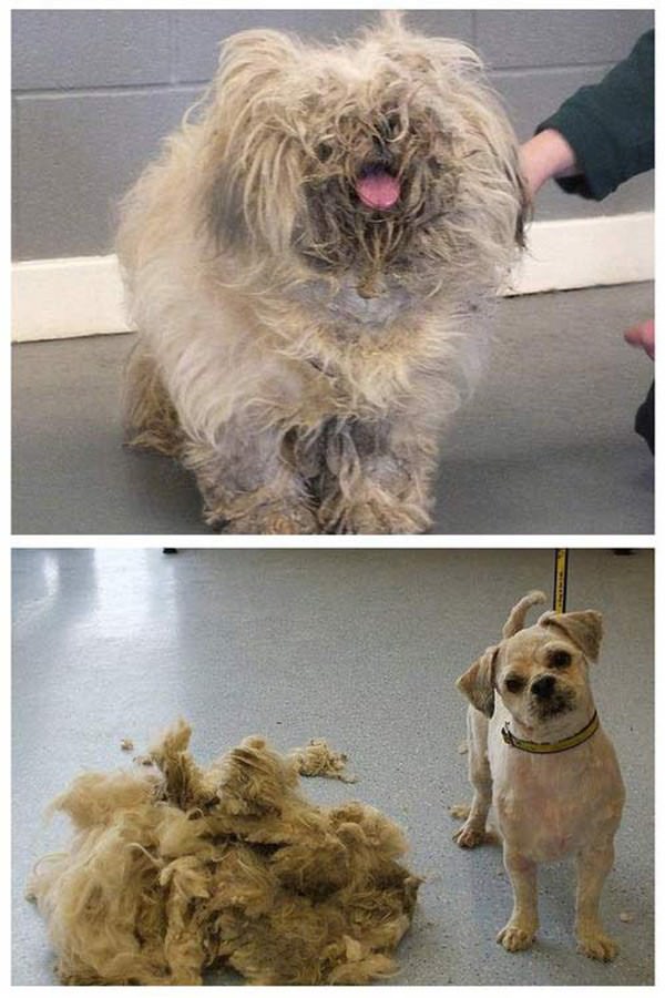 Before and After Furcut funny picture