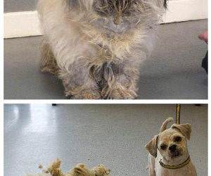 Before and After Furcut funny picture