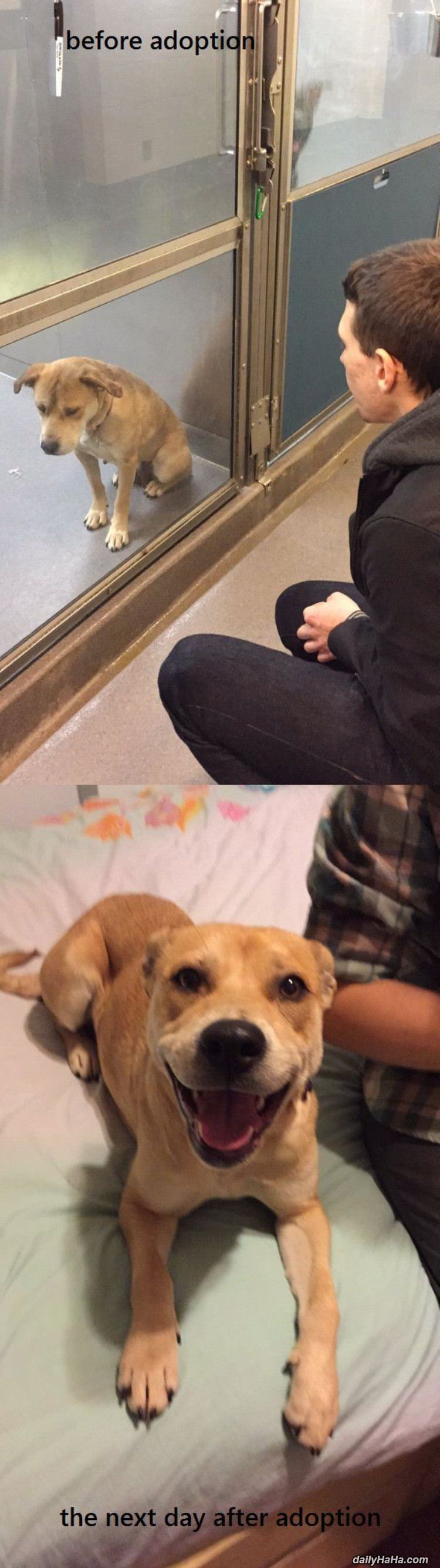 before and after adoption funny picture