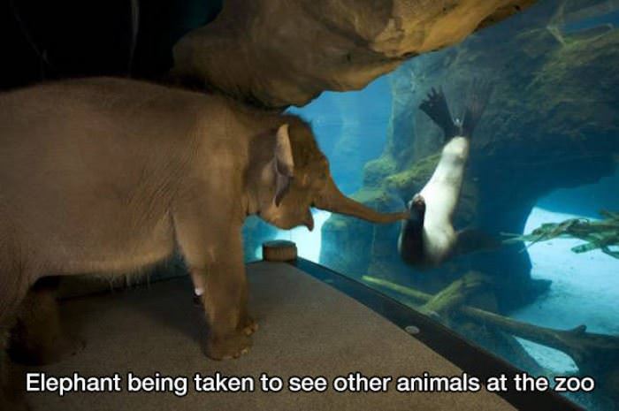 being taken to see other animals funny picture
