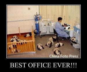 Best Work Office Ever funny picture