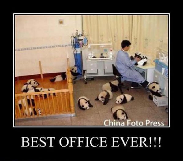 Best Work Office Ever funny picture