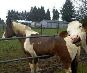 Expert Cow funny picture
