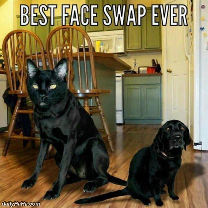 best face swap ever funny picture