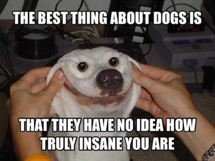 best thing about dogs funny picture